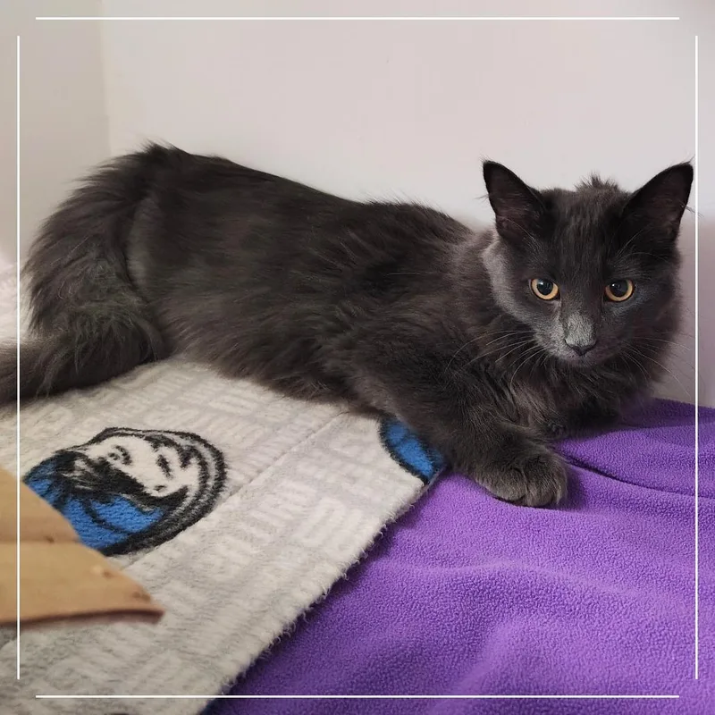 A young medium-sized male Gray / Blue / Silver Domestic Medium Hair cat named Gin Fizz for adoption in Dearborn, MI