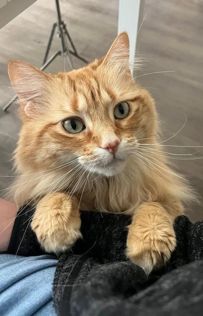 A senior large-sized female Domestic Long Hair cat named Shimmer for adoption in Saint Paul, MN