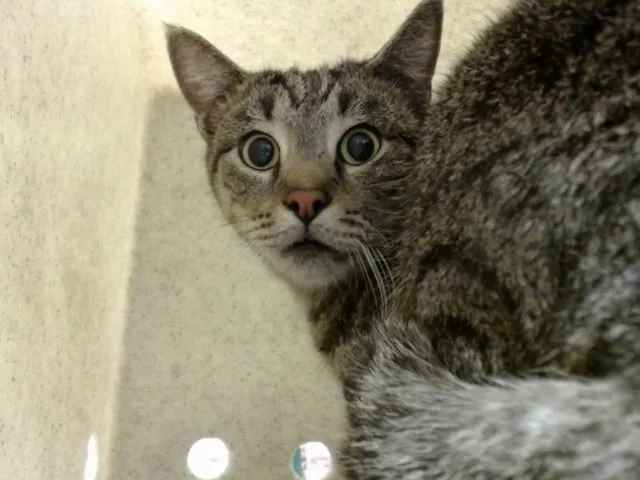 An adult small-sized male Domestic Short Hair cat named Momo for adoption in Moreno Valley, CA