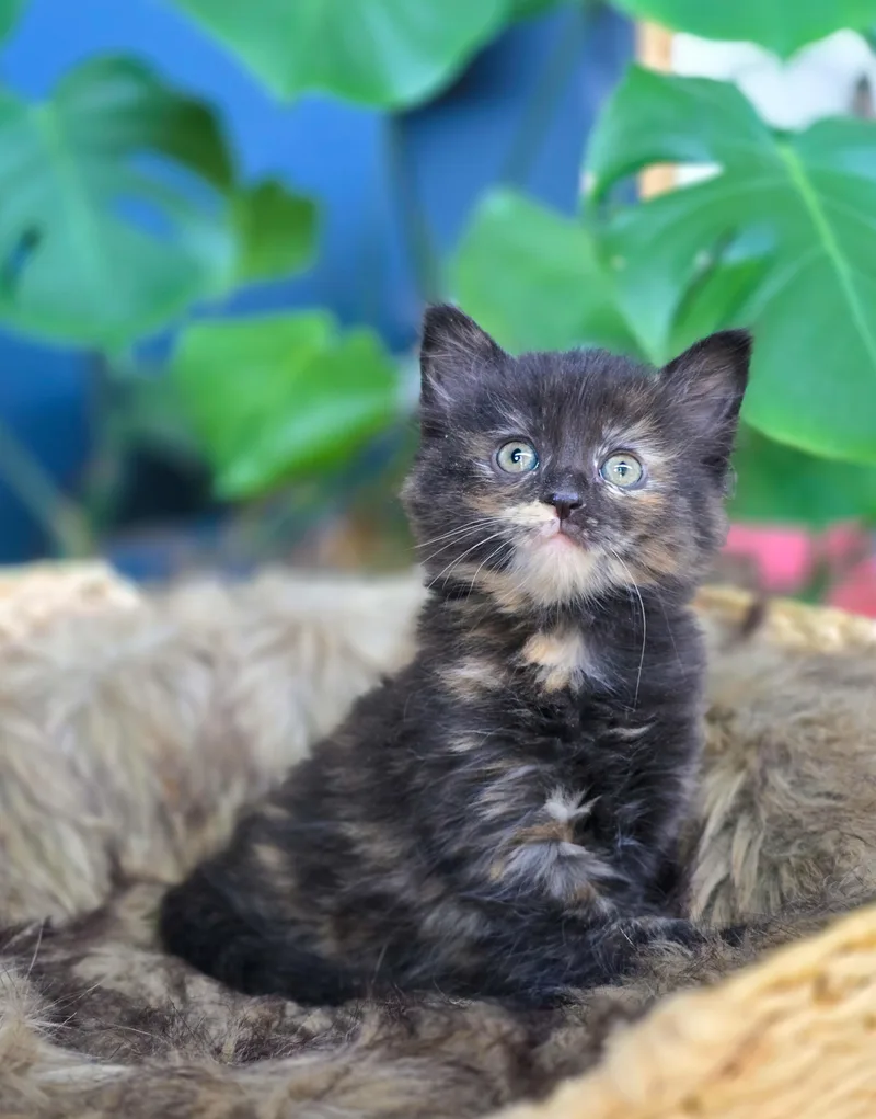 A baby medium-sized female Tortoiseshell Domestic Long Hair cat named Nora for adoption in Mullica Hill, NJ