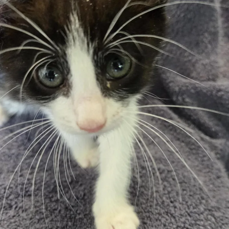 A baby small-sized male Black Domestic Short Hair cat named Po for adoption in Volcano, HI