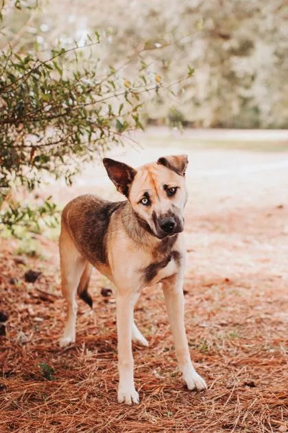 An adult medium-sized female Shepherd dog named a Sleigh Bell for adoption in North Charleston, SC