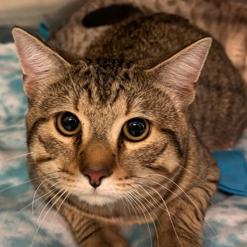 A young medium-sized male Brown / Chocolate Domestic Short Hair cat named Chimi for adoption in Lakewood, CO