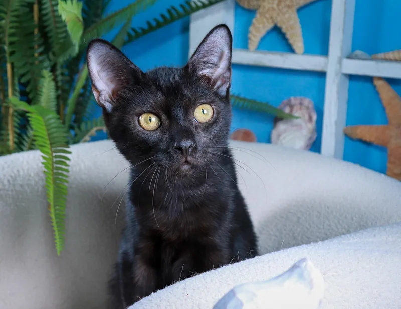 A baby medium-sized male Black Domestic Short Hair cat named Penumbra for adoption in Parker, TX