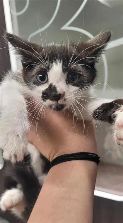 A baby small-sized male Domestic Short Hair cat named Ding for adoption in West Chester, PA