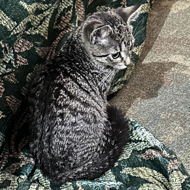 A baby small-sized male Brown / Chocolate Domestic Short Hair cat named Alpaca for adoption in Evanston, IL