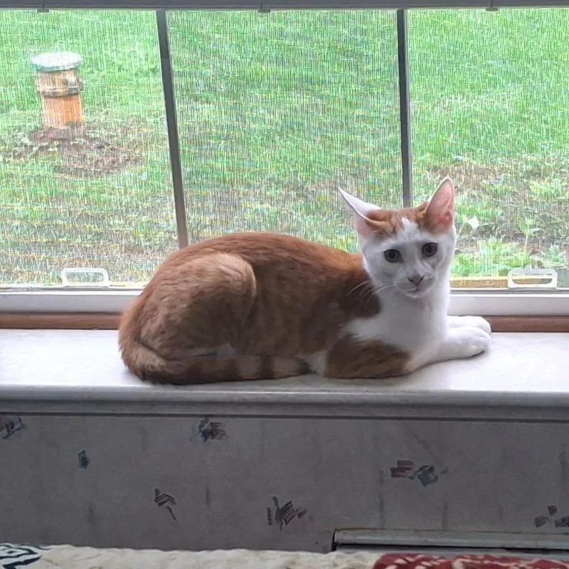 A baby medium-sized male Domestic Short Hair cat named The Great Hambino for adoption in Coldwater, MI