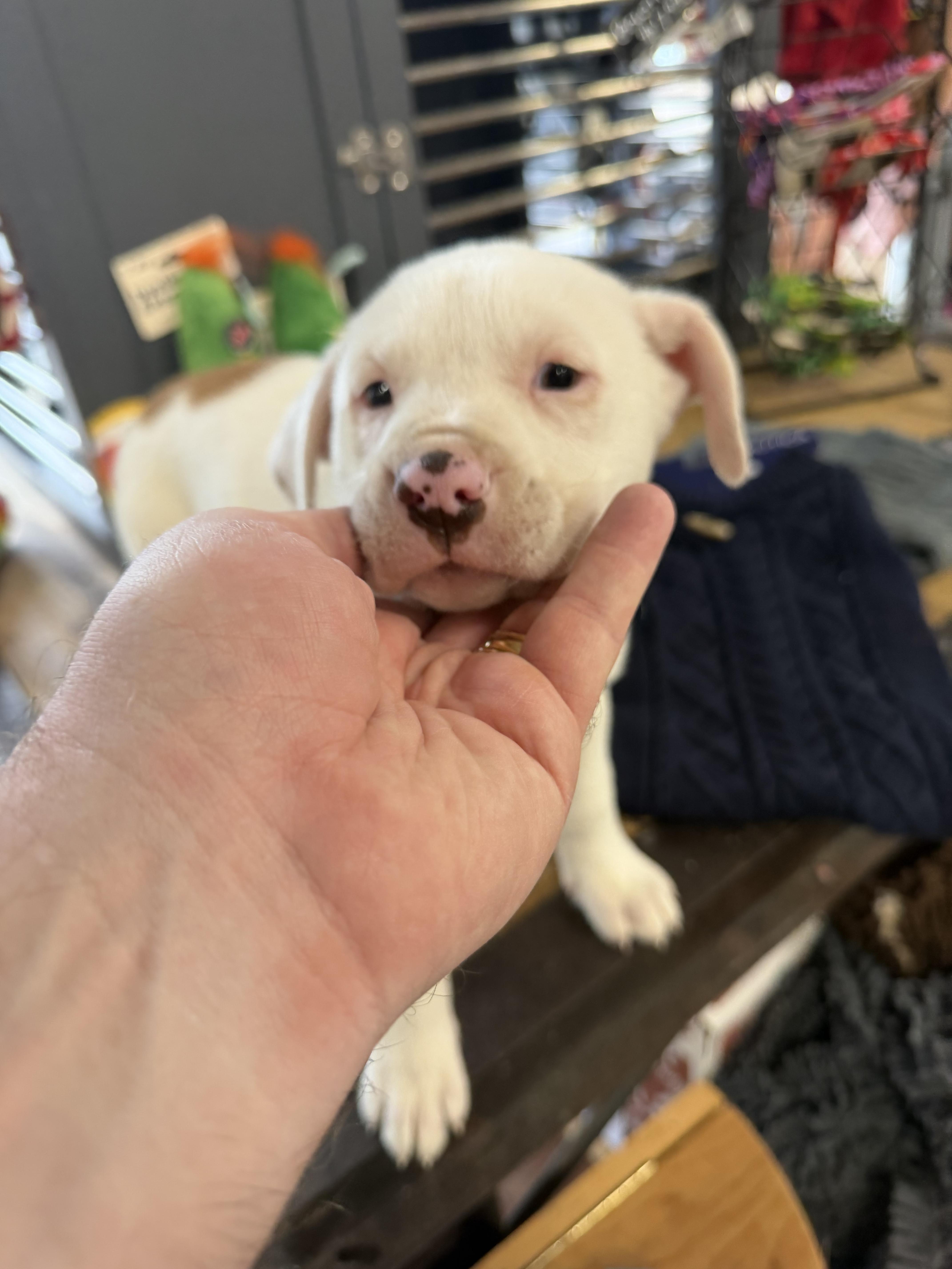 A baby medium-sized female White / Cream Mixed Breed dog named Ari for adoption in Memphis, TN