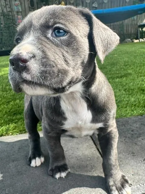 A baby medium-sized male Pit Bull Terrier dog named Jack for adoption in Amity, OR