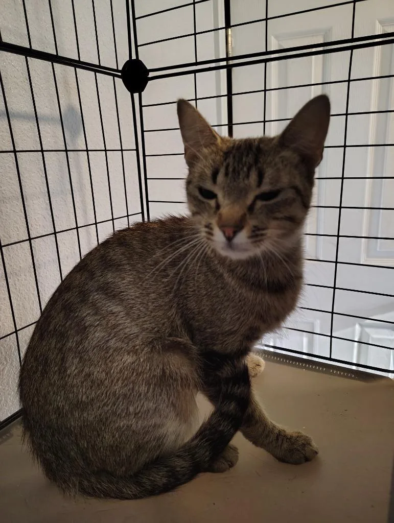 A young medium-sized female Domestic Short Hair cat named Mariah for adoption in Richland Hills, TX