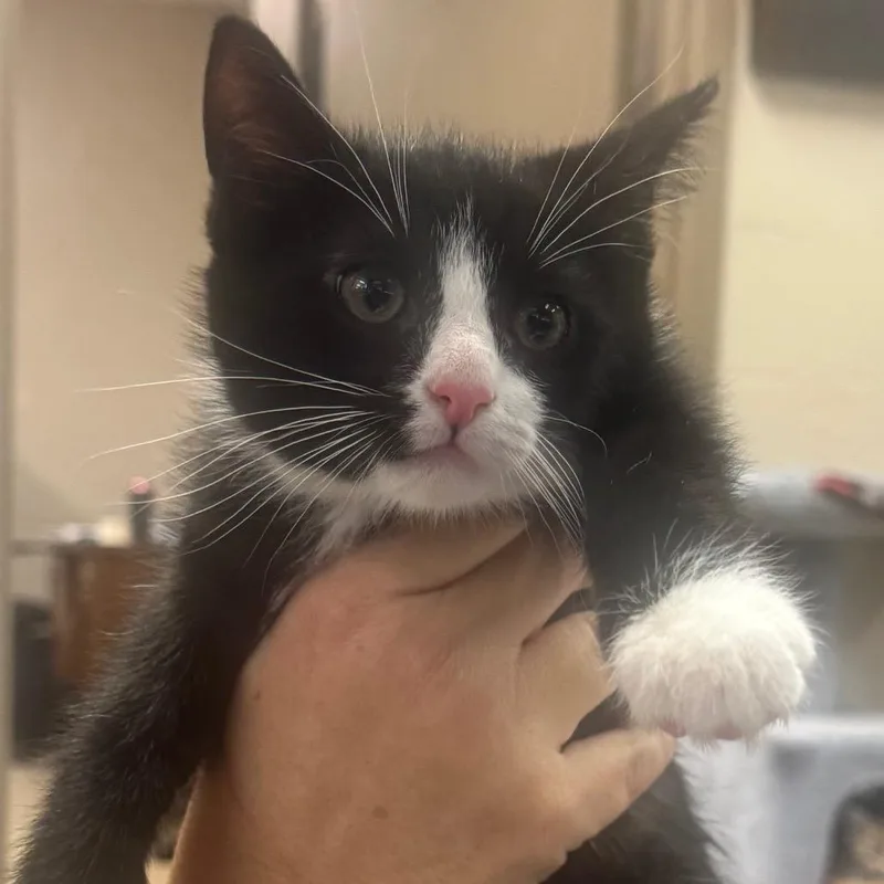 A baby small-sized male Black Domestic Short Hair cat named Vincent for adoption in Birmingham, AL