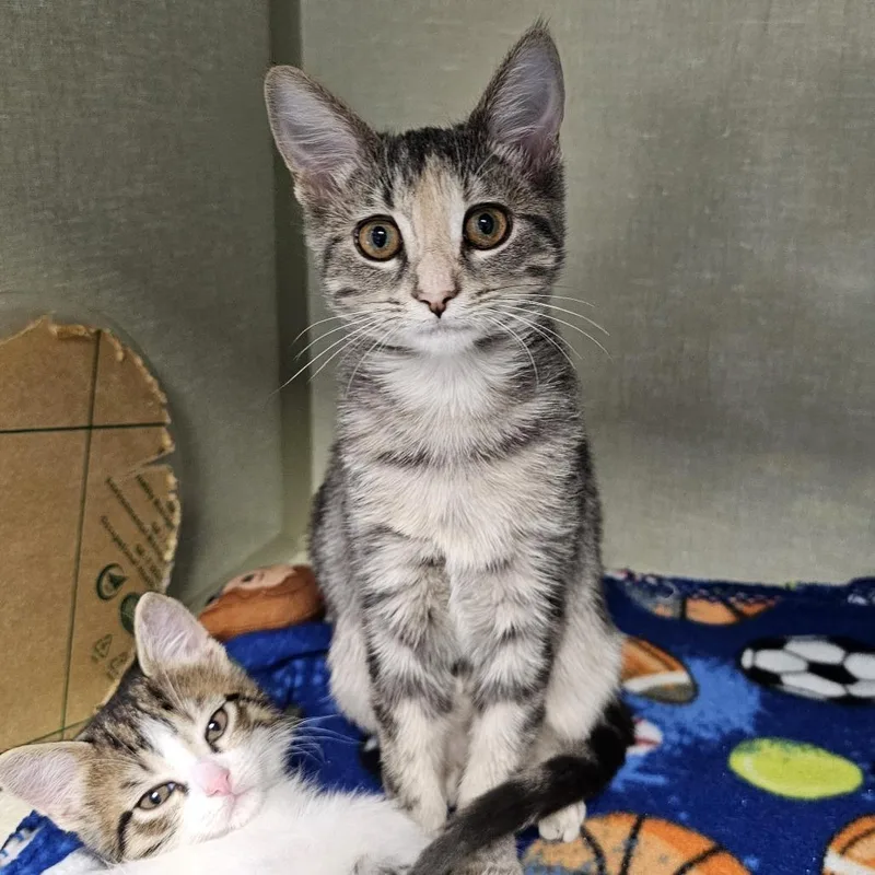 A baby small-sized female Brown / Chocolate Domestic Short Hair cat named Eclair for adoption in Monroe, MI