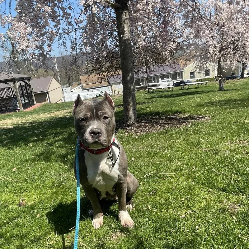 An adult medium-sized female Gray / Blue / Silver Pit Bull Terrier dog named Zula for adoption in Birdsboro, PA