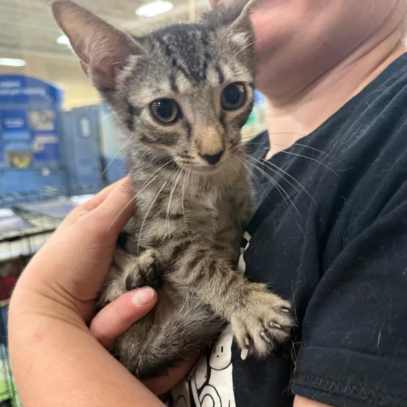A baby small-sized male Brown / Chocolate Domestic Short Hair cat named Crash for adoption in Pasadena , MD