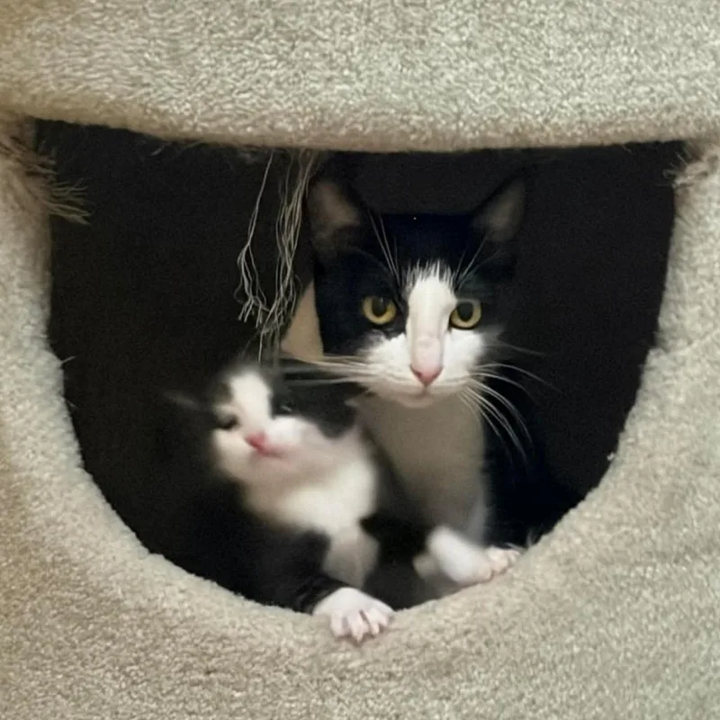 An adult medium-sized female Black Domestic Short Hair cat named Yuna Hollander for adoption in Inver Grove Heights, MN