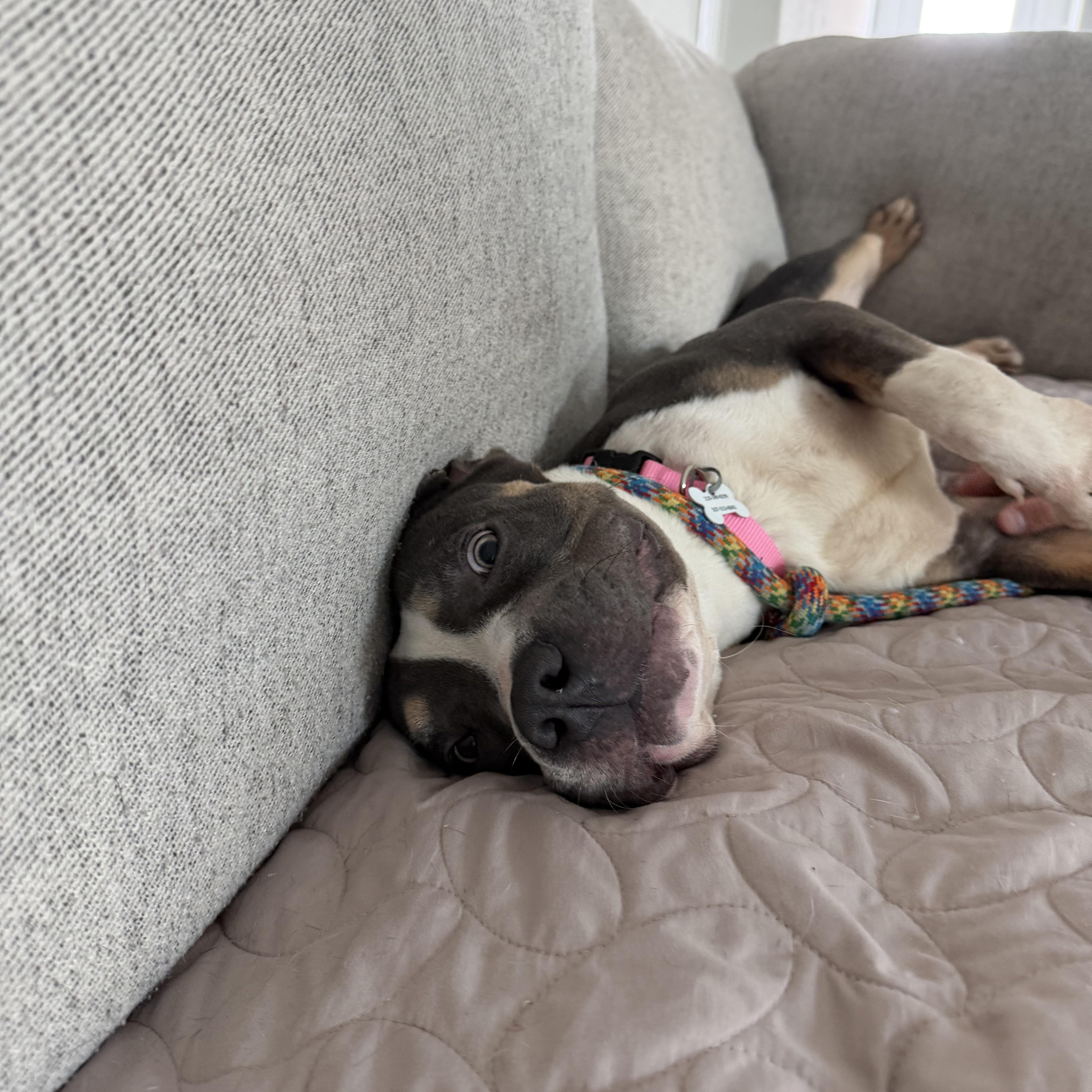 A young medium-sized female Gray / Blue / Silver Mixed Breed dog named Cinnamon for adoption in San Antonio, TX