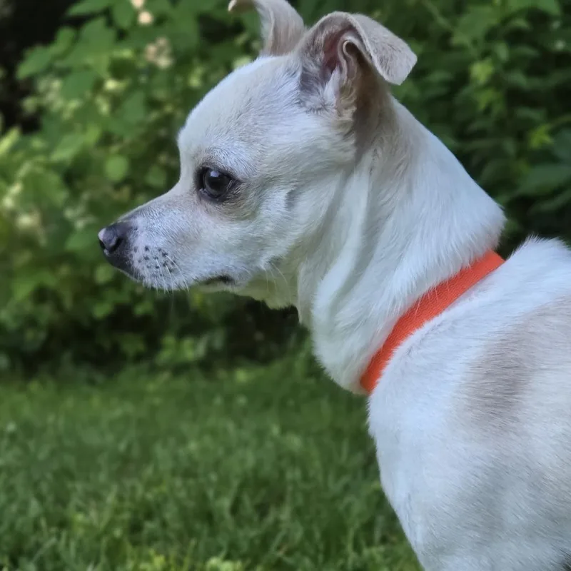 A young small-sized male White / Cream Chihuahua dog named Milo for adoption in Pittsford, VT