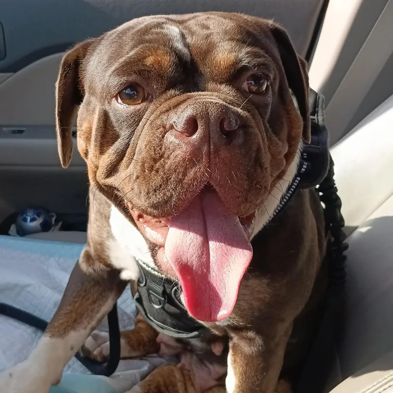 An adult medium-sized female Brown / Chocolate Bulldog dog named Harper for adoption in Hamilton, NJ