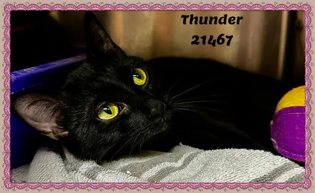 Thunder