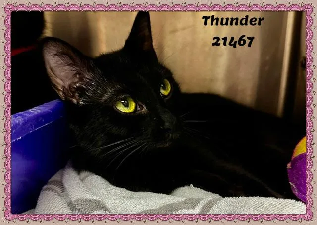 Thunder thumbnail 3