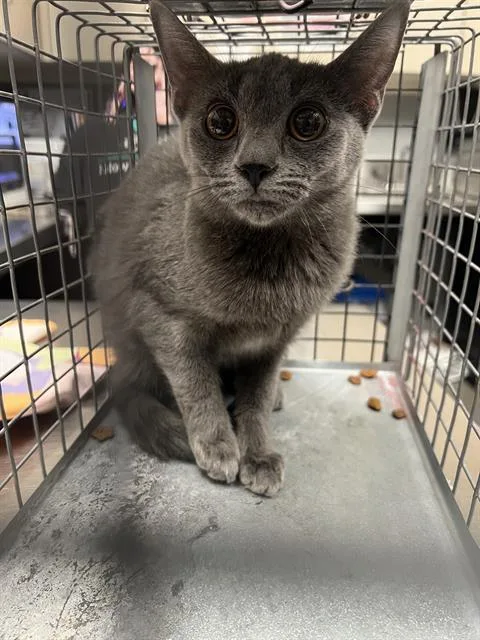 A baby small-sized female Domestic Short Hair cat named Miranda for adoption in Las Vegas, NV
