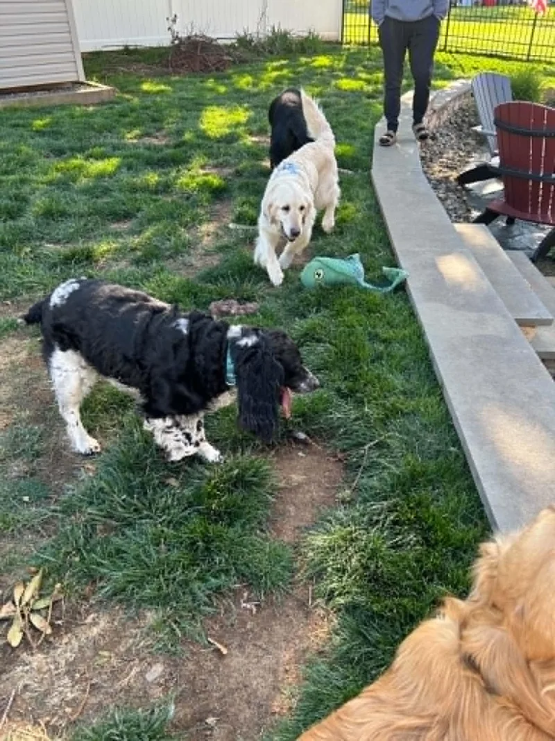 An adult large-sized female Golden Retriever dog named Molly for adoption in Havertown, PA
