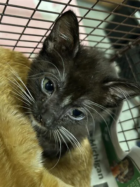 A baby small-sized male Domestic Medium Hair cat named Smolls for adoption in Modesto, CA
