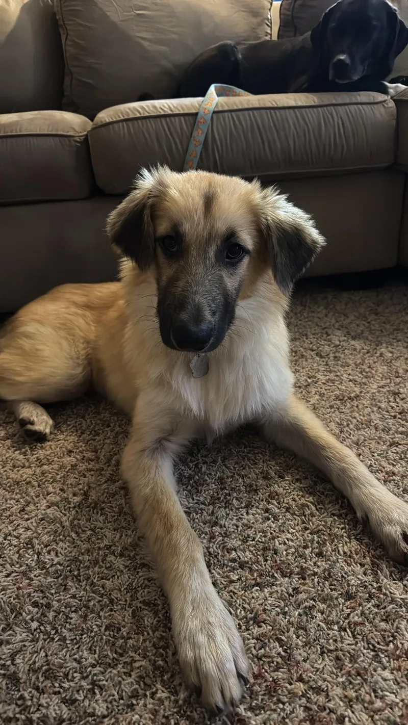 A baby medium-sized male Shepherd dog named Titus for adoption in Coldwater, MI