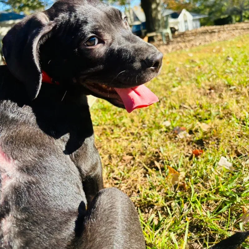 An adult medium-sized male Black Labrador Retriever dog named Sd Chief Max for adoption in Peachtree City, GA