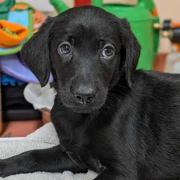 A baby small-sized female Black Retriever dog named Kiara for adoption in Springfield, MA