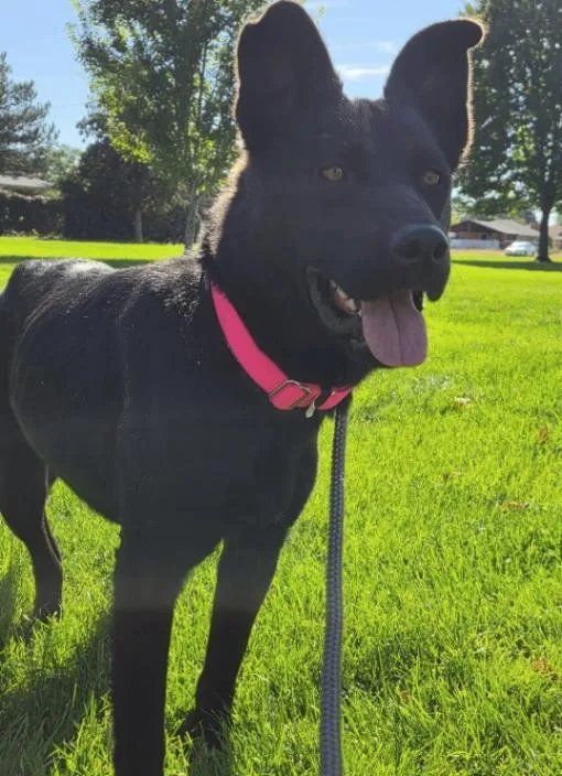 A young medium-sized female German Shepherd Dog dog named Valkyrie for adoption in renton, WA