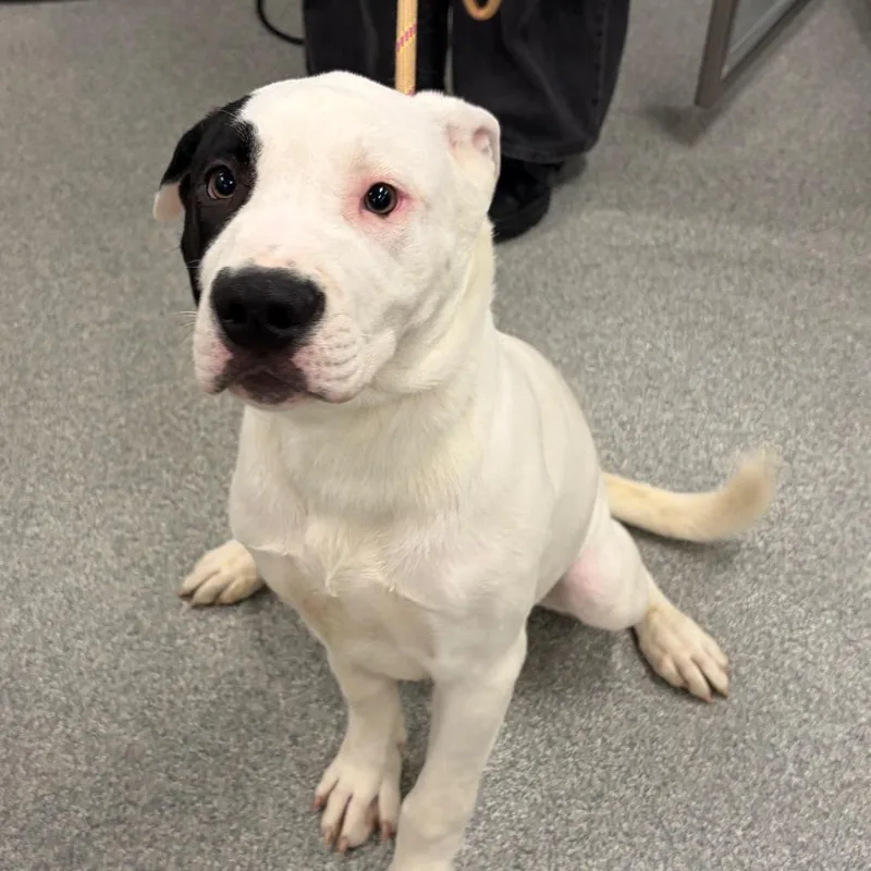 A baby large-sized male White / Cream Mixed Breed dog named Dunkin for adoption in Hinsdale, IL