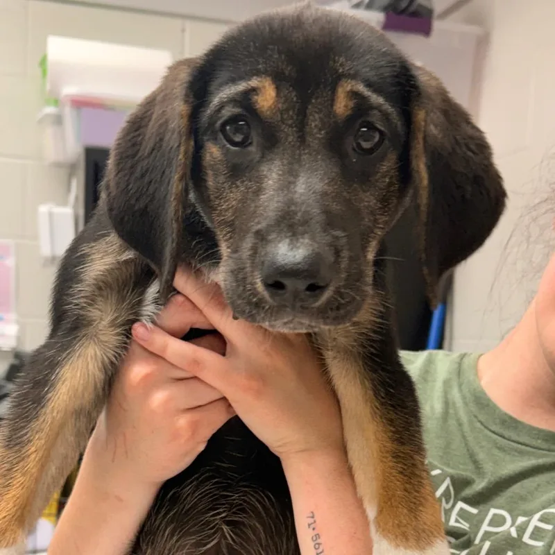 A baby large-sized female Black Cattle Dog dog named Lilypad for adoption in Evansville, IN