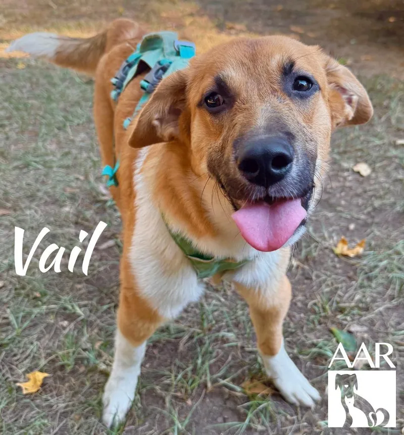 A young medium-sized female Labrador Retriever dog named Vail for adoption in Magnolia, TX