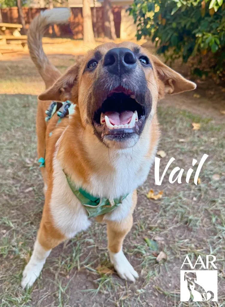 Vail thumbnail 3
