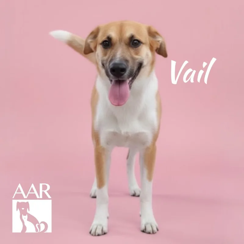 Vail thumbnail 5