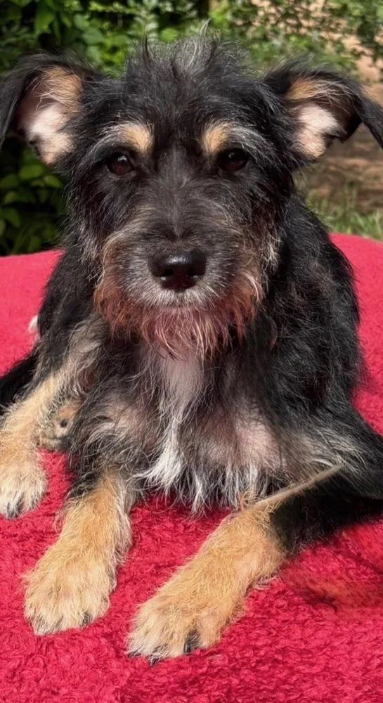 A young medium-sized female Tricolor (Brown, Black, & White) Schnauzer dog named Keepsake for adoption in Brookshire, TX