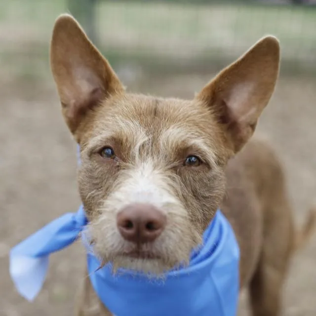 A young medium-sized male Terrier dog named Petey for adoption in San Antonio, TX