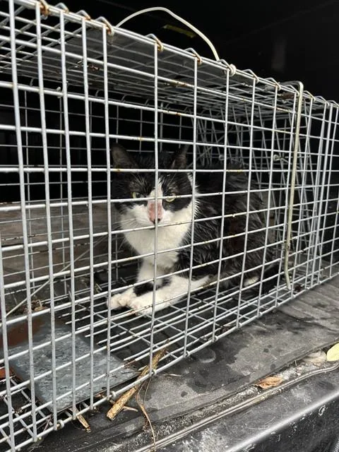 An adult large-sized male Domestic Short Hair cat named Qifrey for adoption in Fort Walton Beach, FL