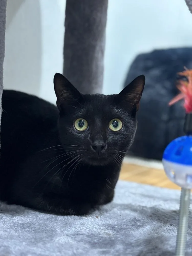 A baby small-sized female Domestic Short Hair cat named Asia for adoption in Dallas, TX