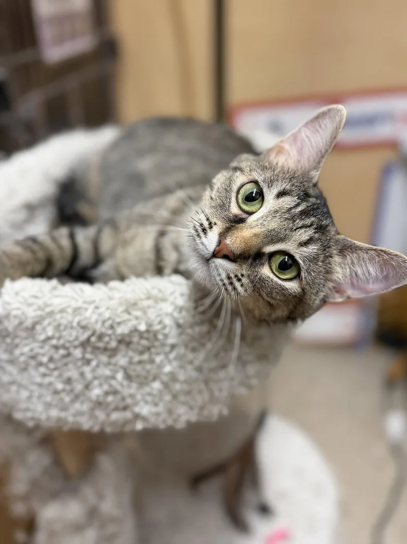 An adult medium-sized female Domestic Short Hair cat named Dame Diana Riggs for adoption in Wheaton, IL