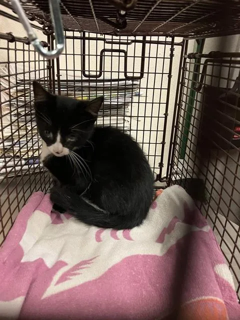 A baby small-sized male Domestic Short Hair cat named Ducky for adoption in Long Beach, CA