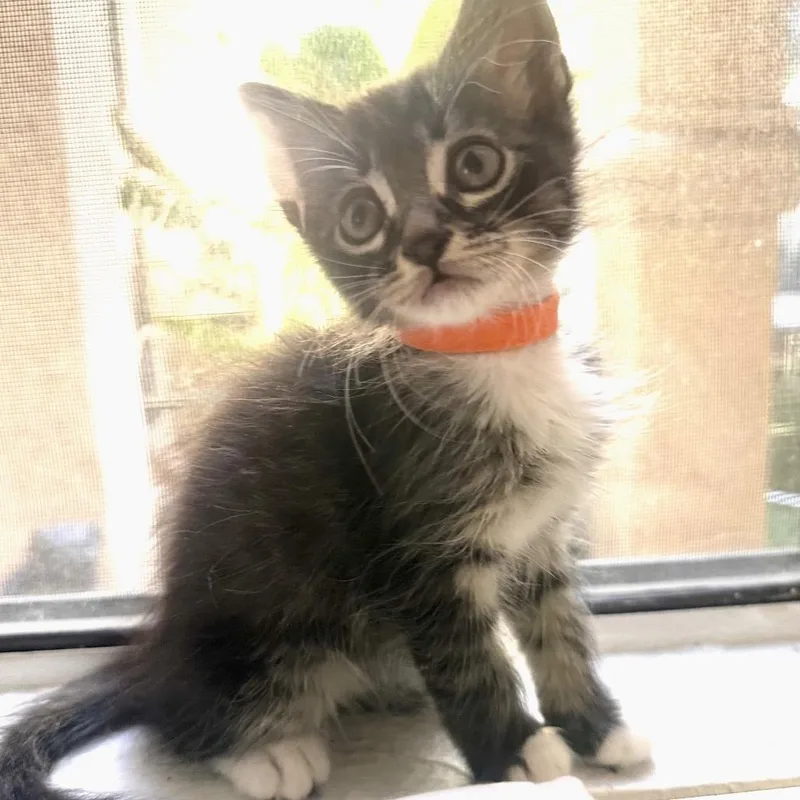 Nala