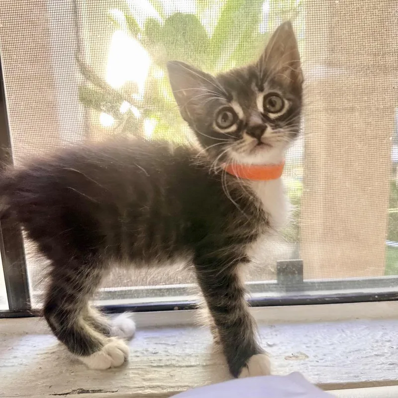 Nala thumbnail 2