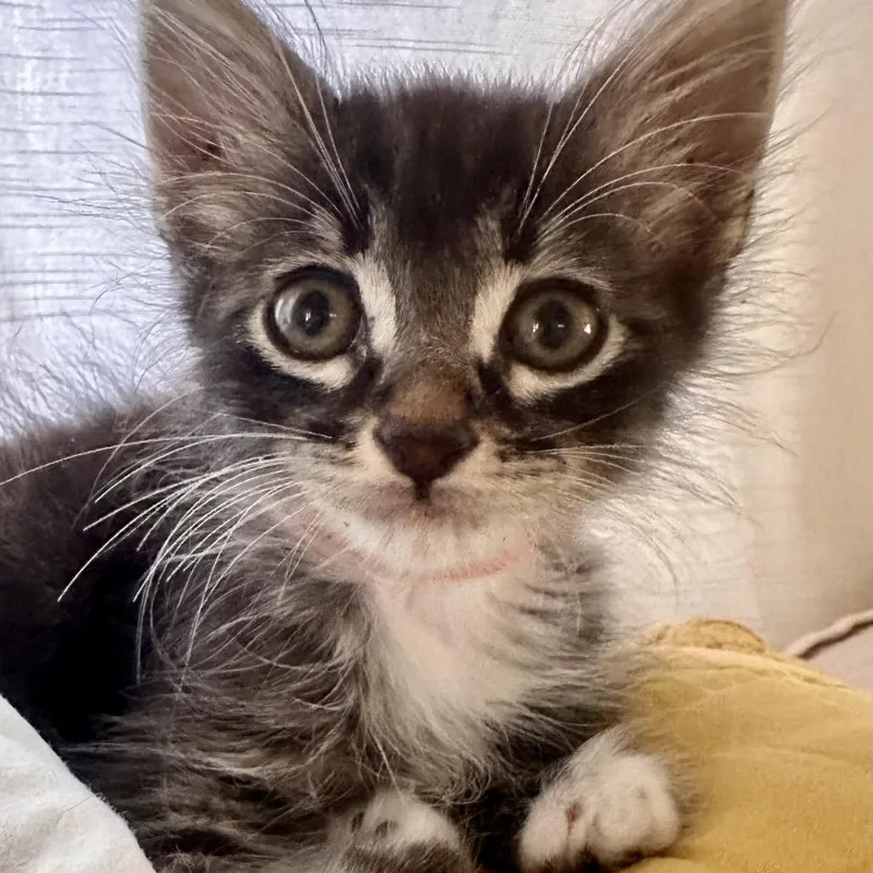 Nala thumbnail 3