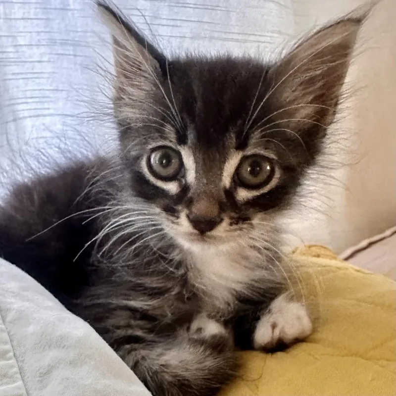 Nala thumbnail 4
