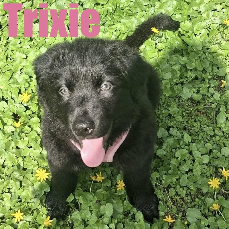 A baby large-sized female Terrier dog named Trixie for adoption in Ellicott City, MD