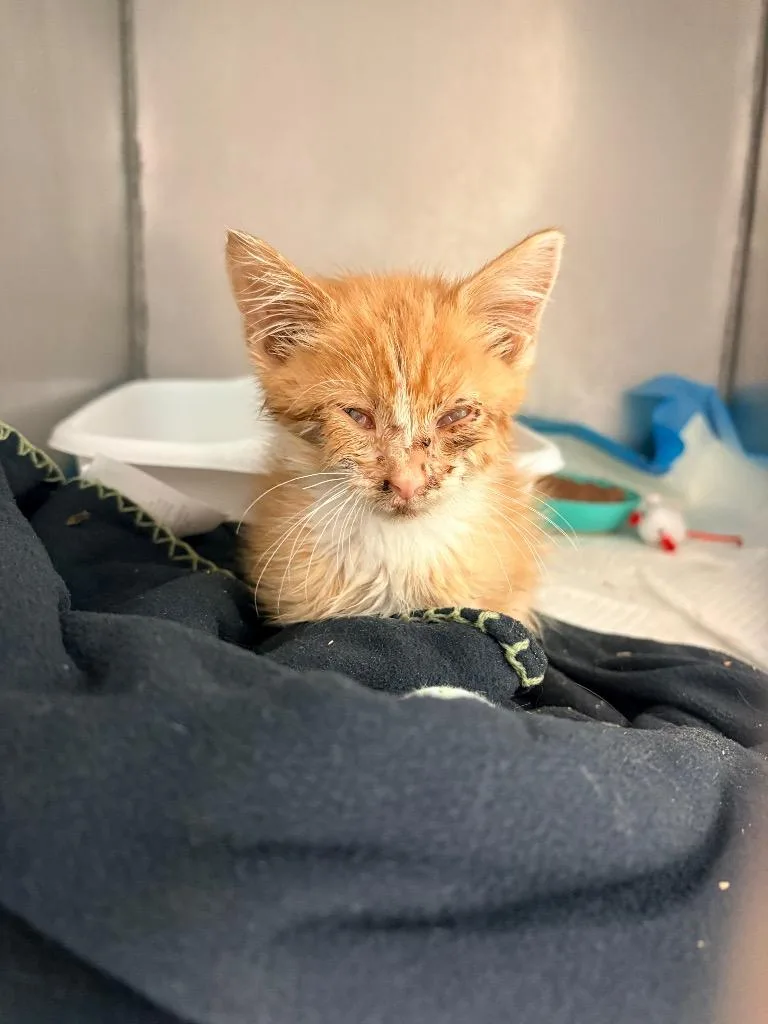 A baby medium-sized male Domestic Short Hair cat named Archer for adoption in Morgantown, KY