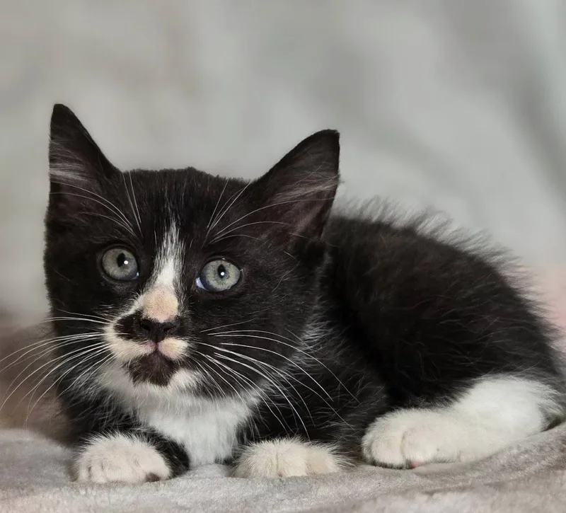 A baby medium-sized female Black & White / Tuxedo Tuxedo cat named Storm for adoption in Trophy Club, TX