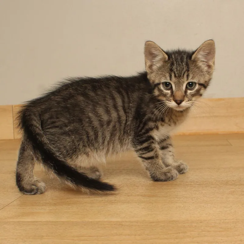 A baby small-sized male Brown / Chocolate Domestic Short Hair cat named Meowterey Jack C for adoption in Minnetonka, MN